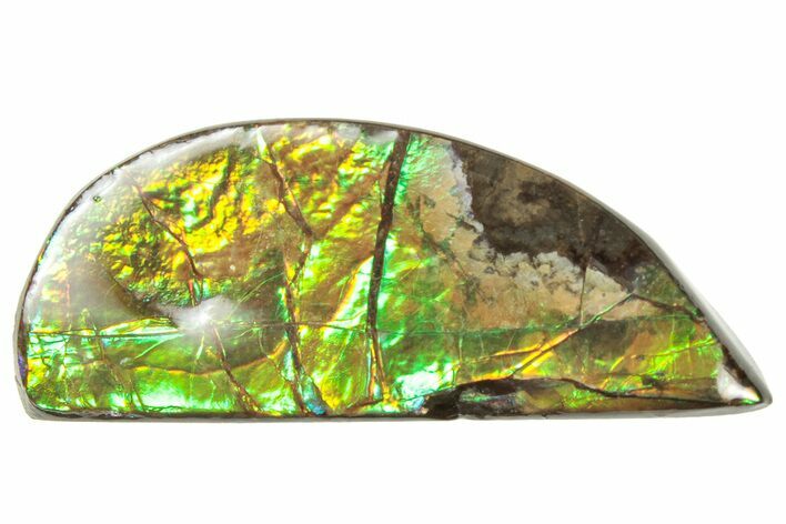 Iridescent Ammolite (Fossil Ammonite Shell) - Alberta #357436